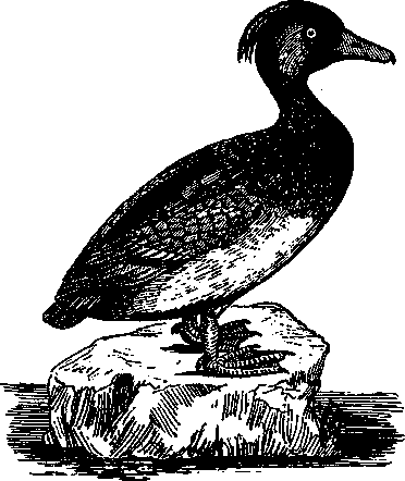 Том 5. Записки ружейного охотника - i_026.png