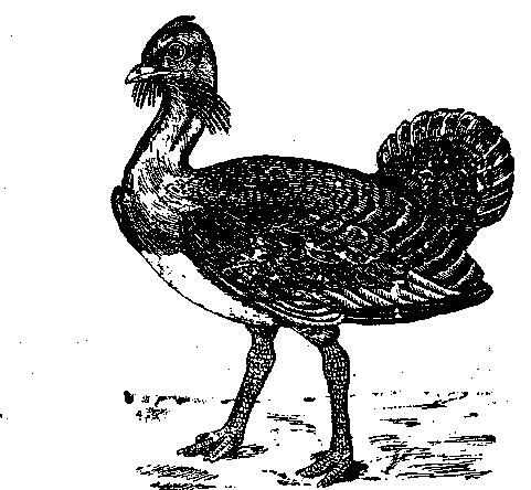 Том 5. Записки ружейного охотника - i_029.png