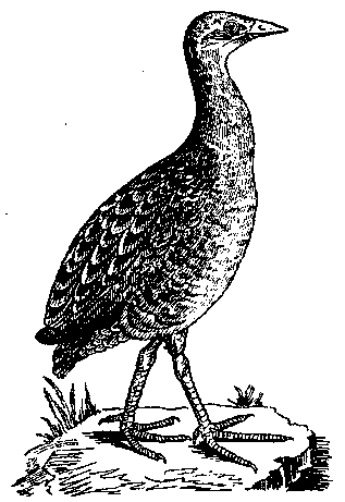 Том 5. Записки ружейного охотника - i_037.png