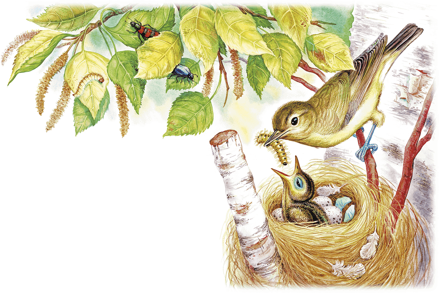 Как лис ежа перехитрил (сборник) - i_003.png