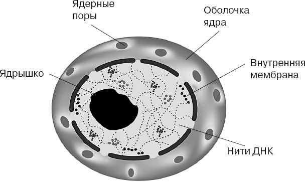 Анатомия на пальцах. Для детей и родителей, которые хотят объяснять детям - _2.jpg