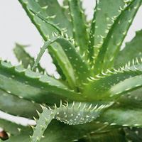 Urban Jungle. Как создать уютный интерьер с помощью растений - i_003.jpg