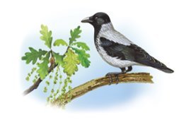 Птицы - i_004.jpg