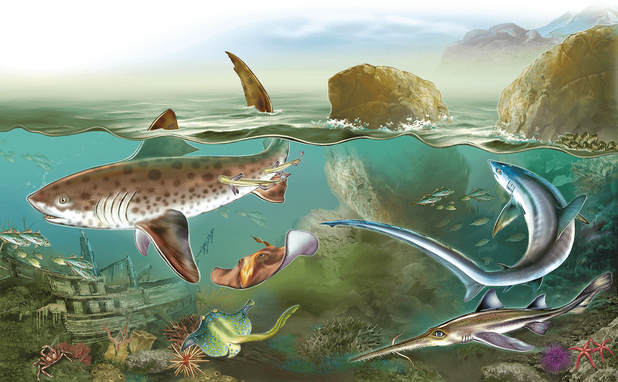 Акулы и скаты - i_001.png