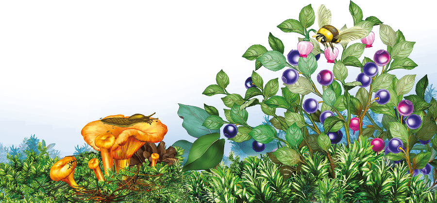 Грибы и ягоды - i_002.png