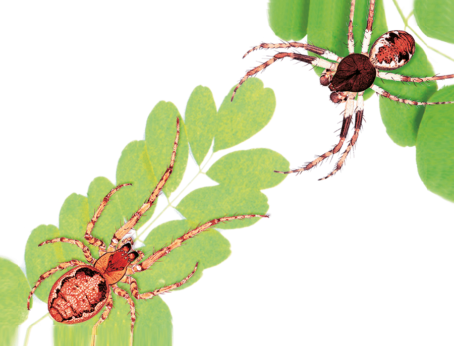 Пауки, клещи, скорпионы - i_002.png