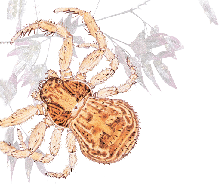 Пауки, клещи, скорпионы - i_003.png