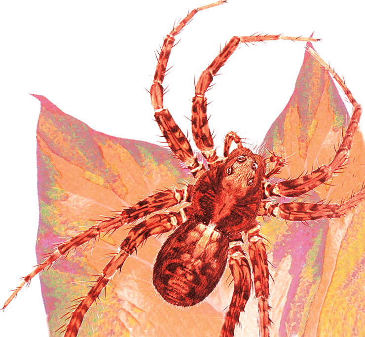 Пауки, клещи, скорпионы - i_004.png