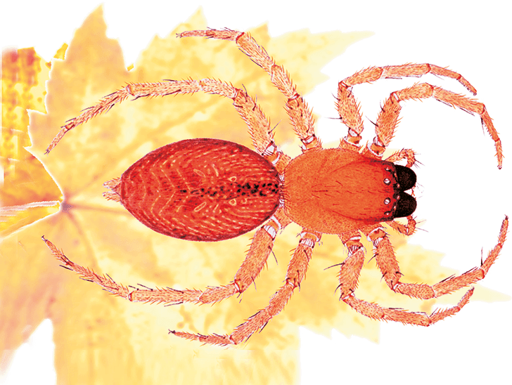 Пауки, клещи, скорпионы - i_005.png