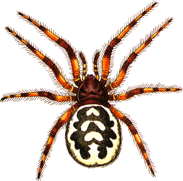 Пауки, клещи, скорпионы - i_006.png