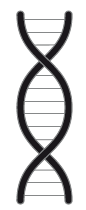 Протокол Хашимото: когда иммунитет работает против нас - i_002.png