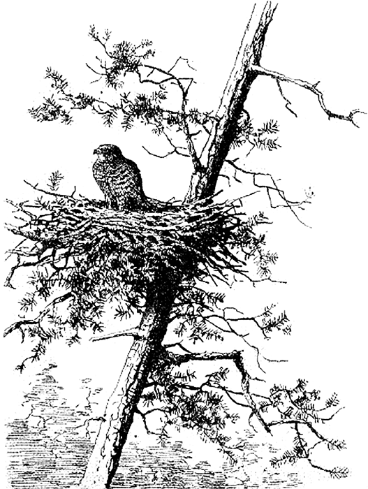 Пестрый и Черный<br />(Рассказы) - i_010.png