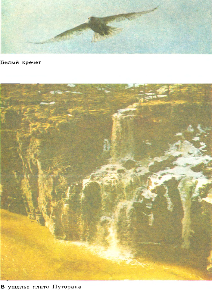 За белым кречетом - p0098.png