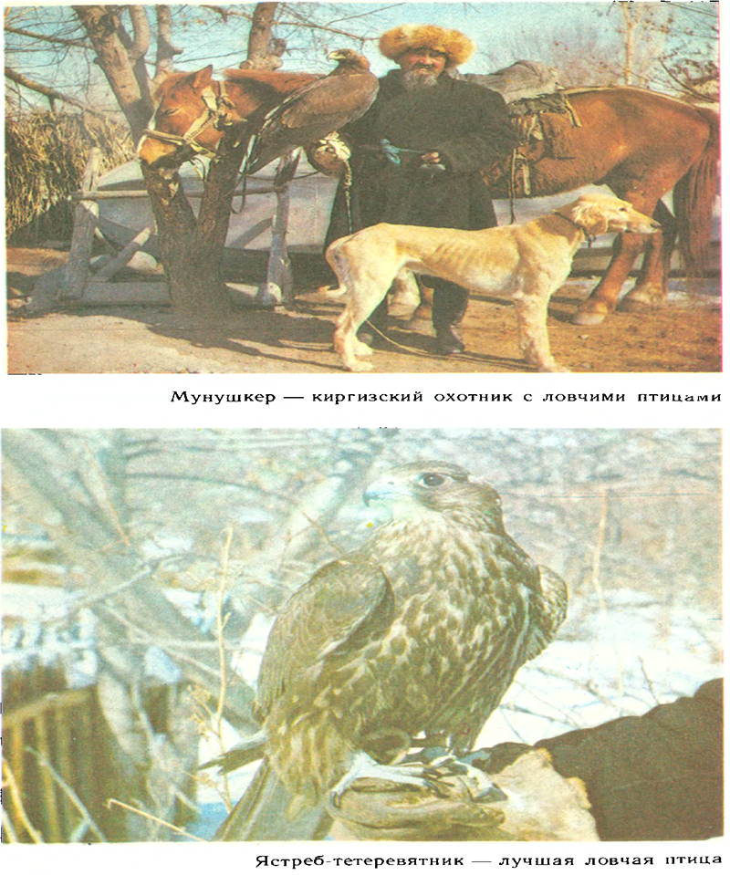 За белым кречетом - p0100.png