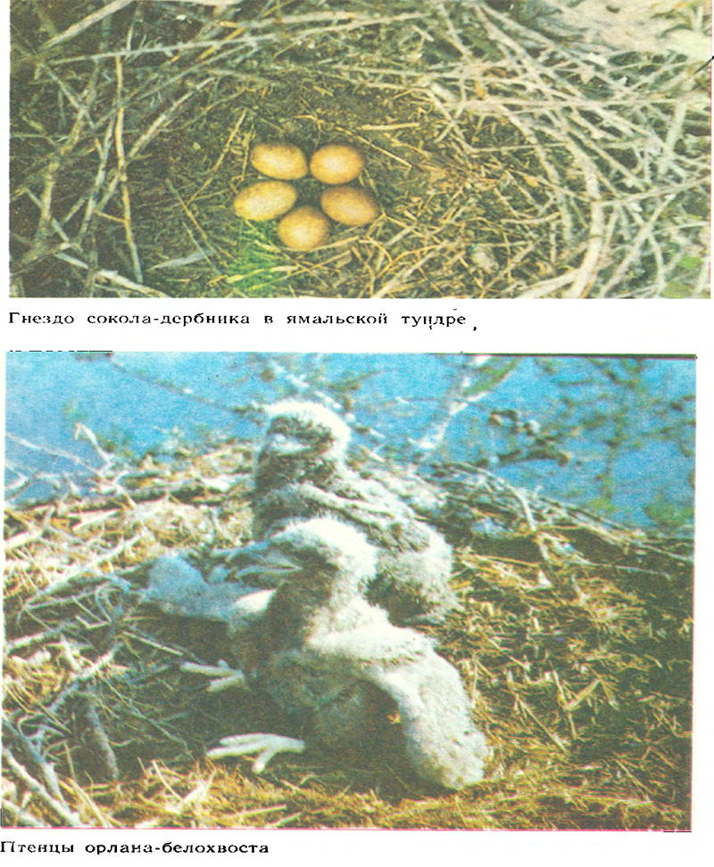 За белым кречетом - p0101.png