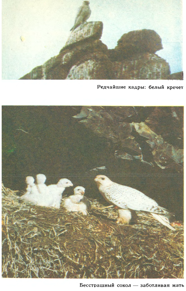 За белым кречетом - p0110.png