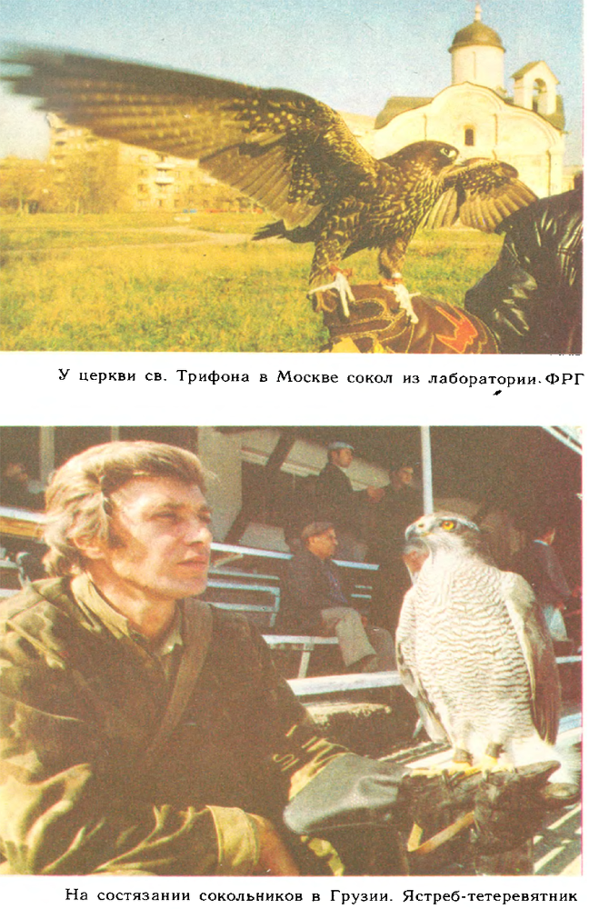 За белым кречетом - p0112.png