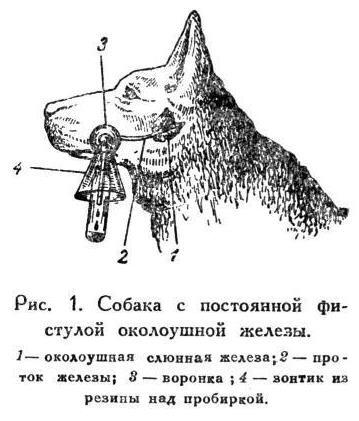 Павлов И.П. Полное собрание сочинений. Том 5 - img_11