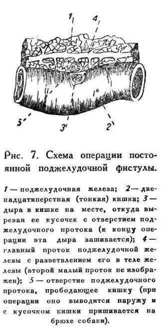 Павлов И.П. Полное собрание сочинений. Том 5 - img_26