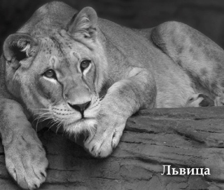 Антология №2. Философский юмор, Для взрослых - img_93