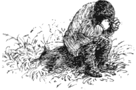 Тоуд-триумфатор - i_012.png