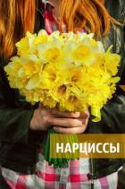 Нарциссы (СИ) - "Scarlet Heath"